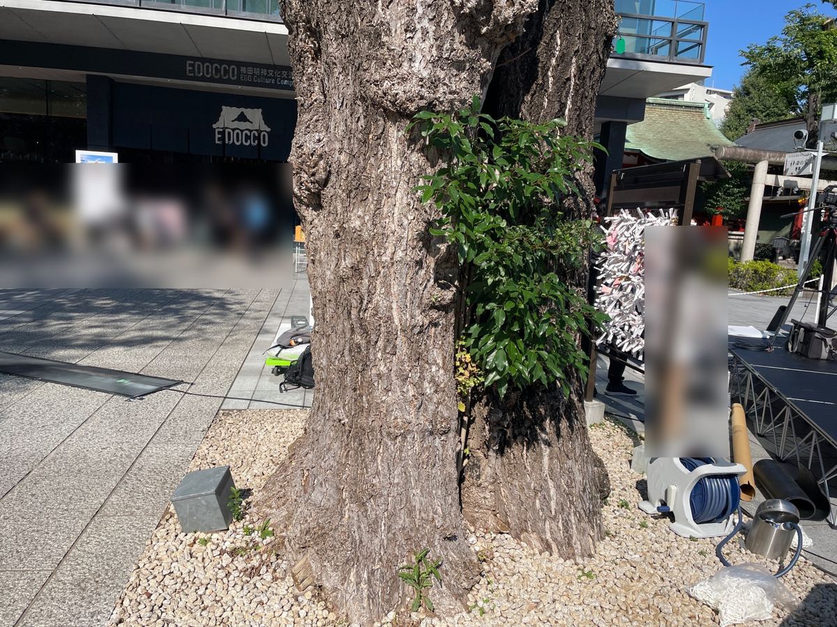 境内の大きな木。ドラマでは、この木の祠に赤い饅頭が置かれていた(まわりの方はぼかしています)